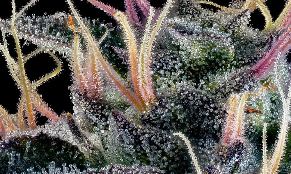 special 3254078 photo