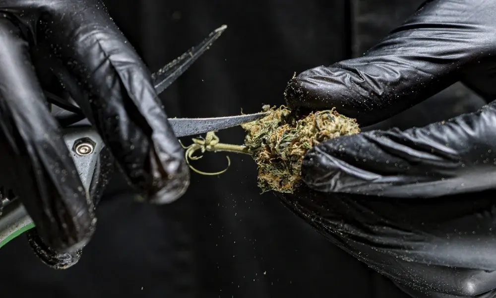 special 3332942 photo